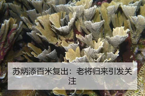 苏炳添百米复出：老将归来引发关注 - kaiyun